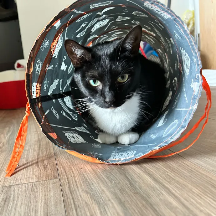 Purrfect Cat Care By Lia In Oc