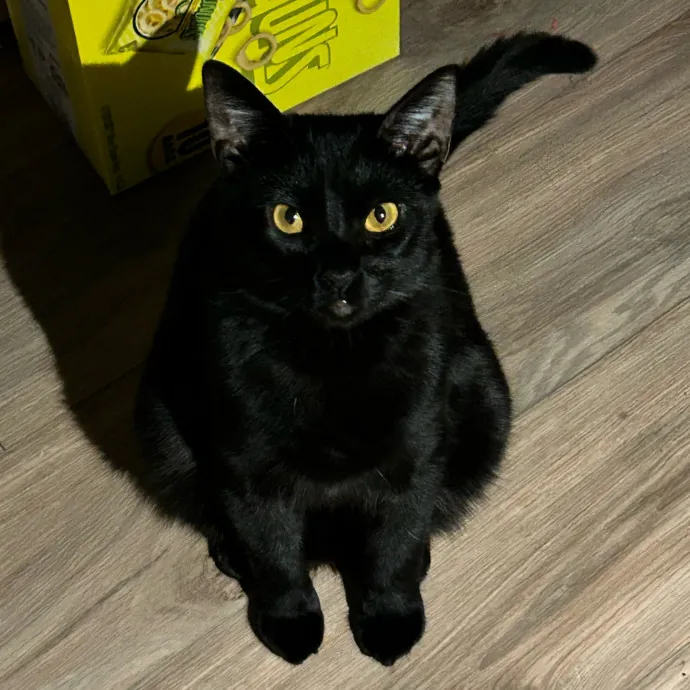Purrfect Cat Care By Lia In Oc