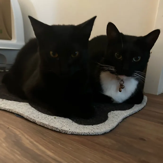 Purrfect Cat Care By Lia In Oc