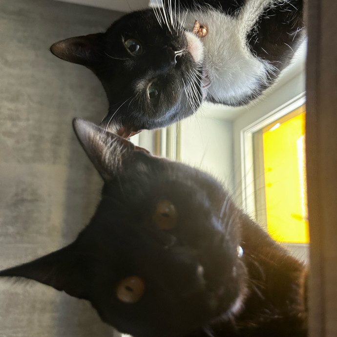 Purrfect Cat Care By Lia In Oc