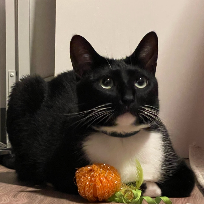 Purrfect Cat Care By Lia In Oc