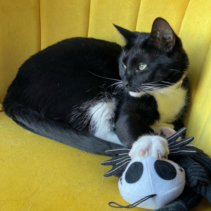 Purrfect Cat Care By Lia In Oc