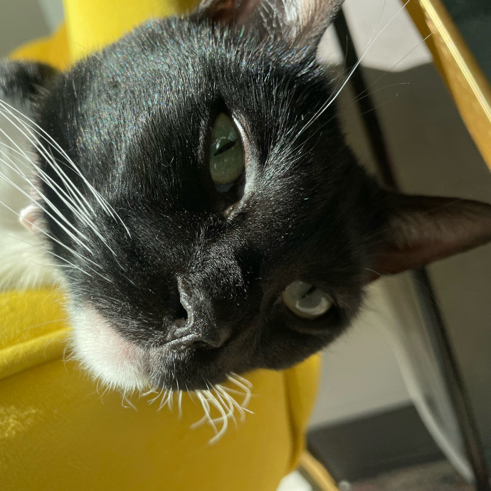 Purrfect Cat Care By Lia In Oc photo 3