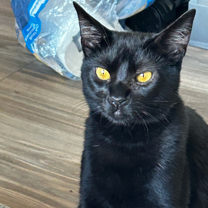 Purrfect Cat Care By Lia In Oc photo 2
