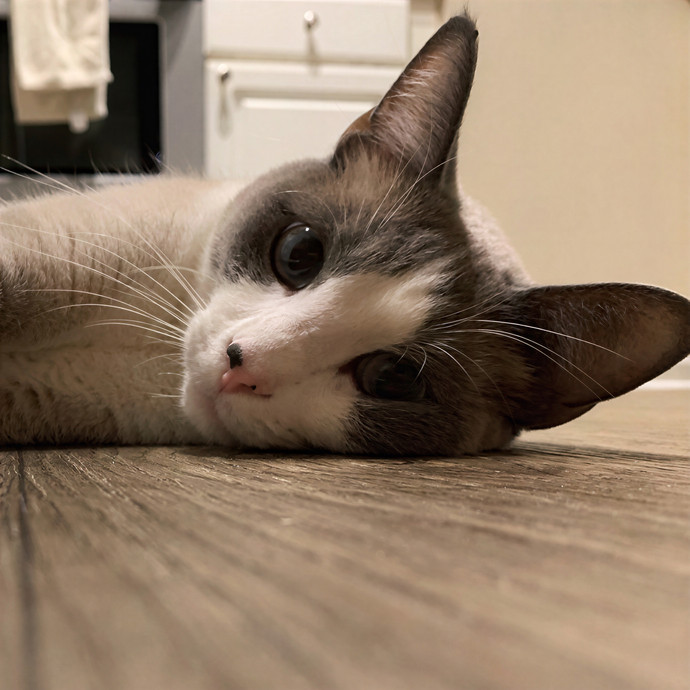 Happy Pawz Cat Sitting