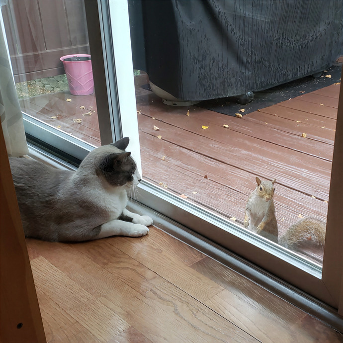 Happy Pawz Cat Sitting