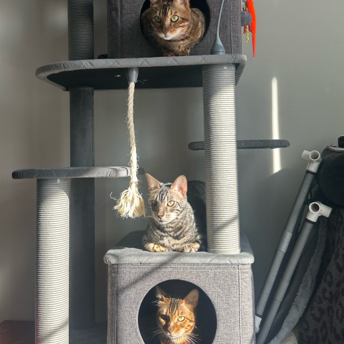 Bengal Mom
