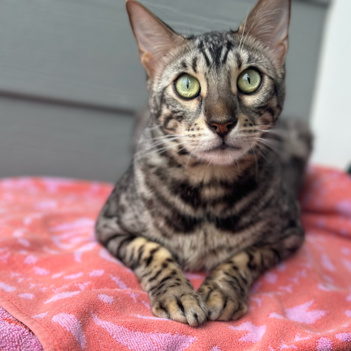 Bengal Mom