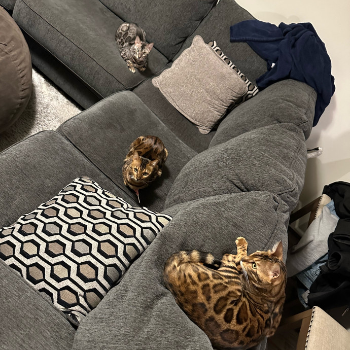 Bengal Mom