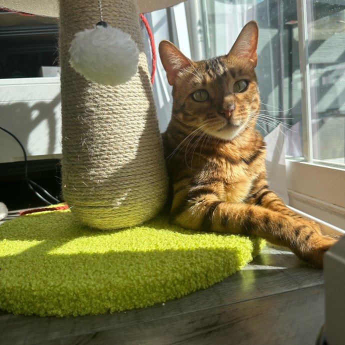 Bengal Mom photo 3