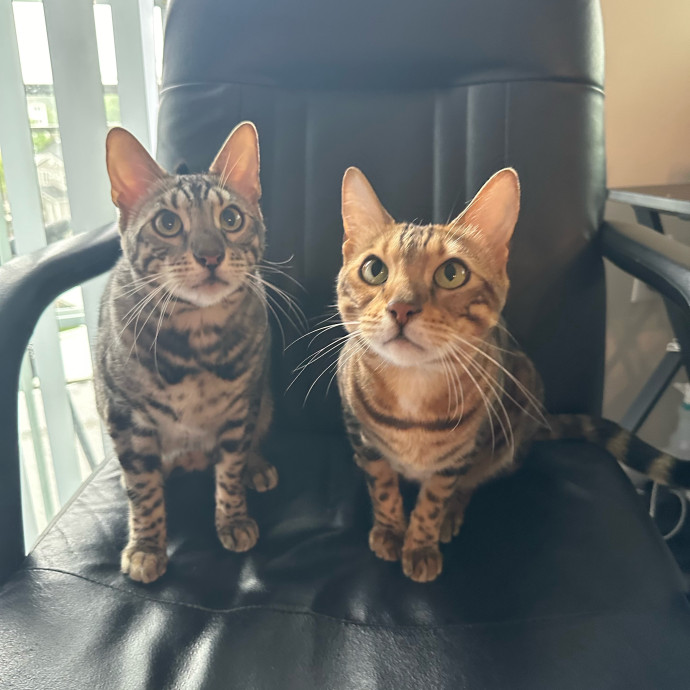 Bengal Mom photo 2