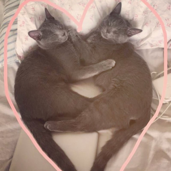 Loving  Reliable Cat Sitting Care