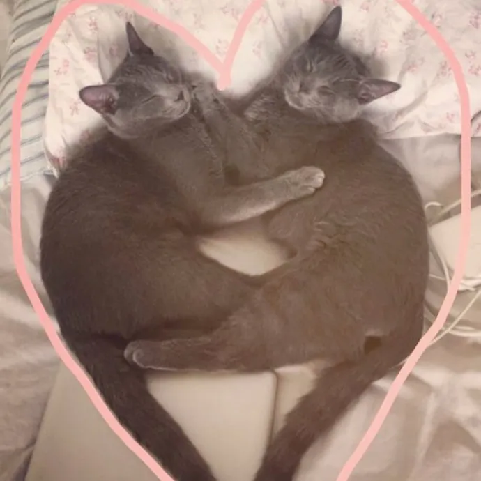 Loving  Reliable Cat Sitting Care