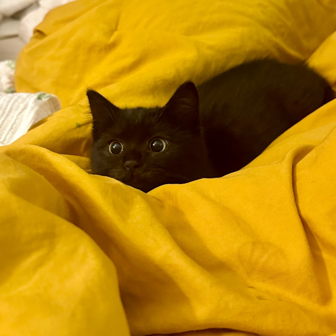 Loving  Reliable Cat Sitting Care