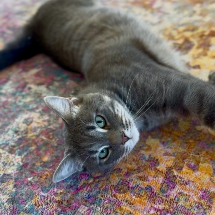 Loving  Reliable Cat Sitting Care