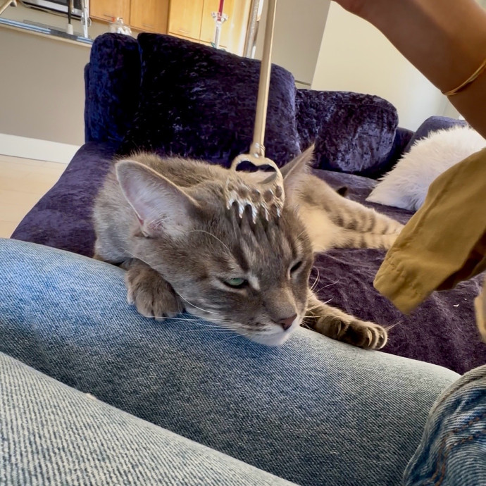 Loving  Reliable Cat Sitting Care photo 3