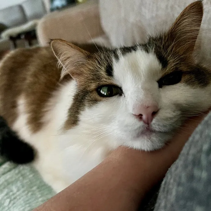 Happy Purrr Sitter Service