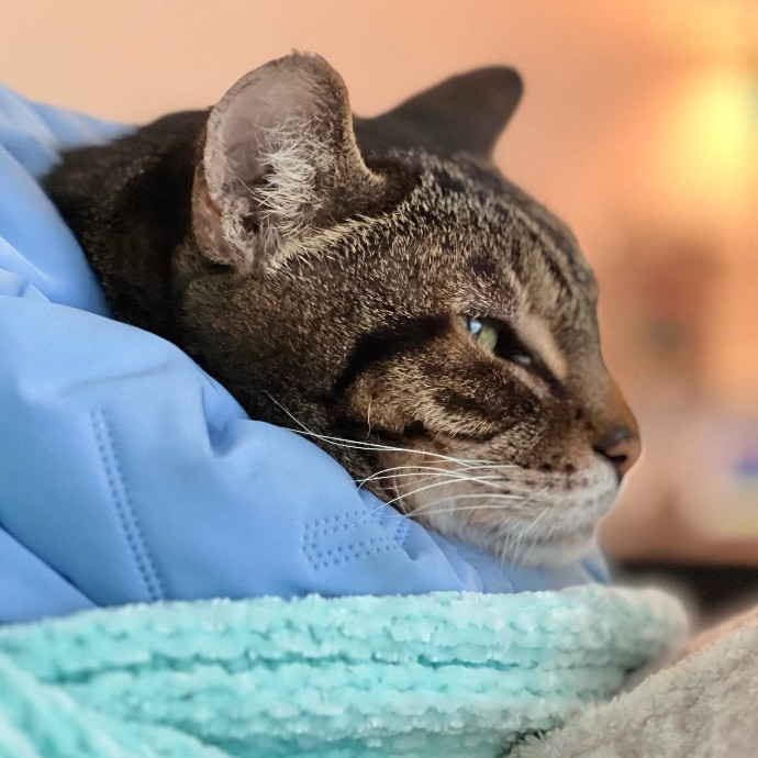 Happy Purrr Sitter Service