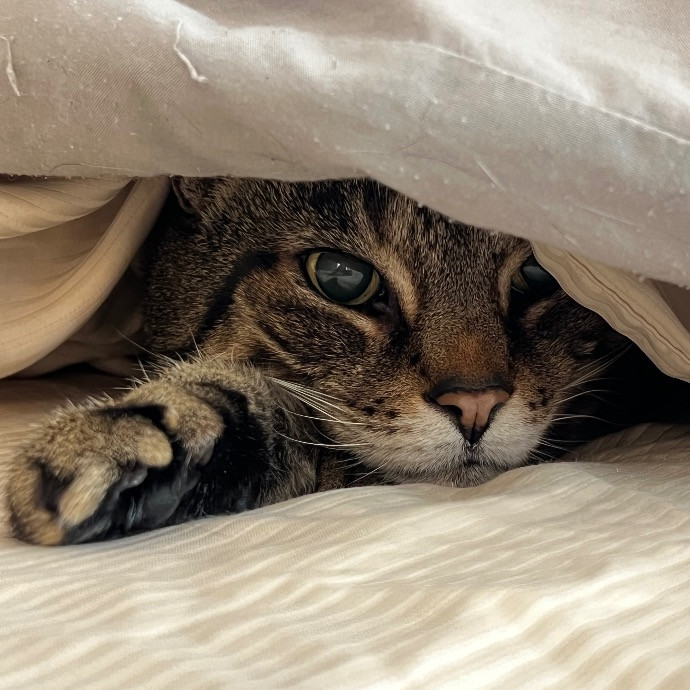 Happy Purrr Sitter Service