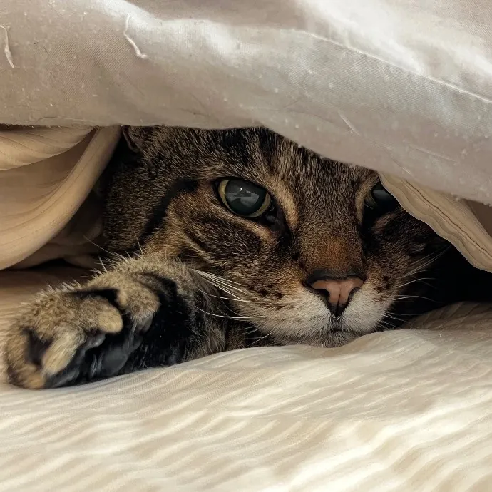 Happy Purrr Sitter Service