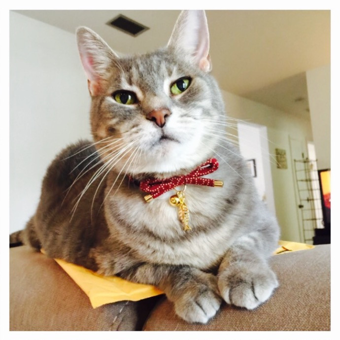 Happy Purrr Sitter Service