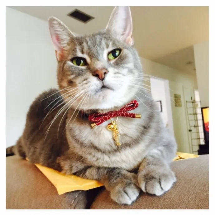 Happy Purrr Sitter Service