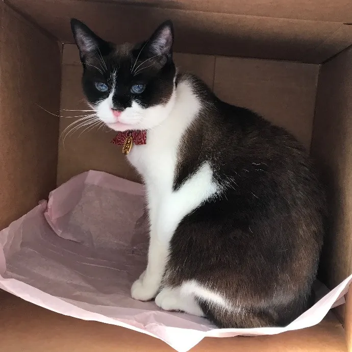 Happy Purrr Sitter Service