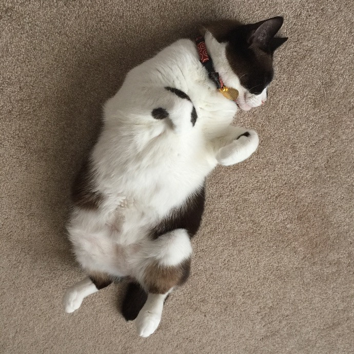 Happy Purrr Sitter Service