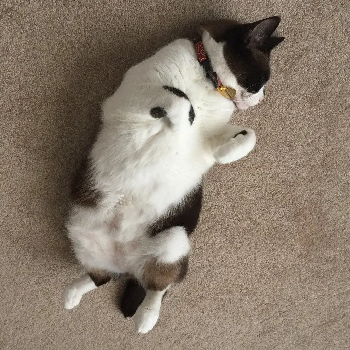 Happy Purrr Sitter Service
