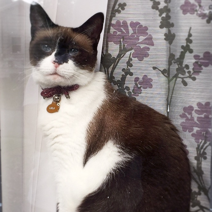 Happy Purrr Sitter Service
