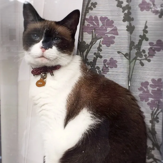 Happy Purrr Sitter Service