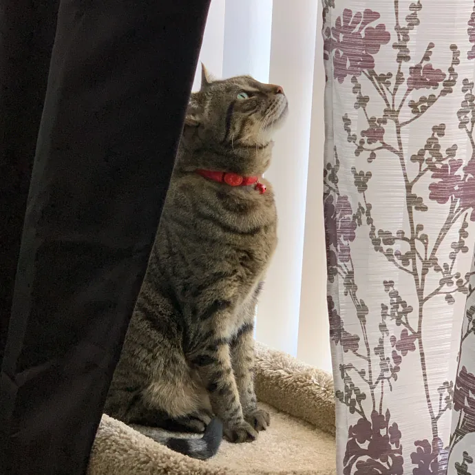 Happy Purrr Sitter Service