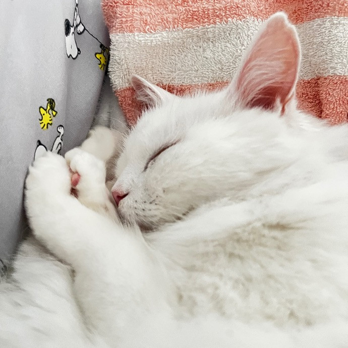 Happy Purrr Sitter Service
