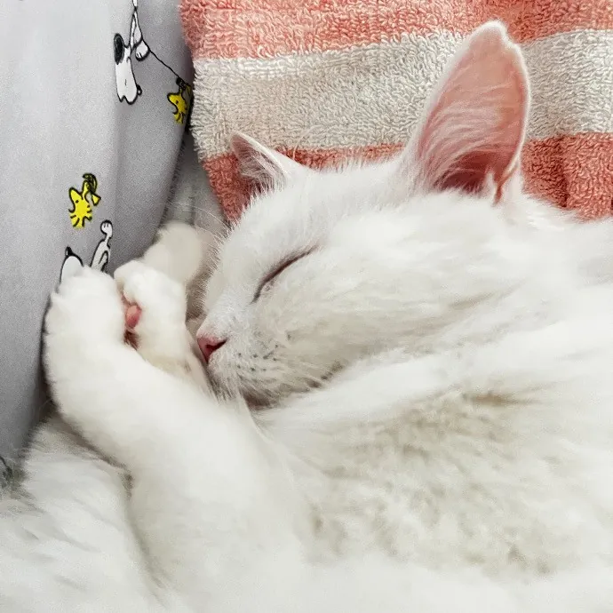 Happy Purrr Sitter Service