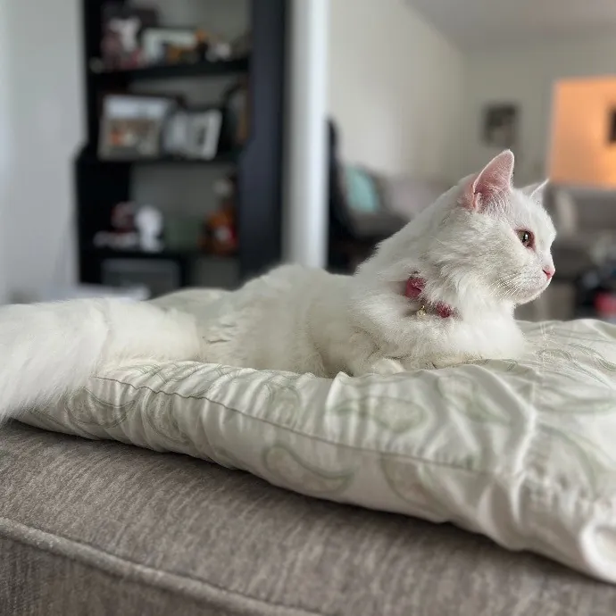 Happy Purrr Sitter Service