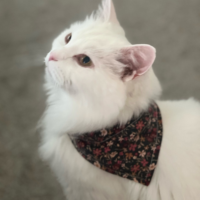 Happy Purrr Sitter Service