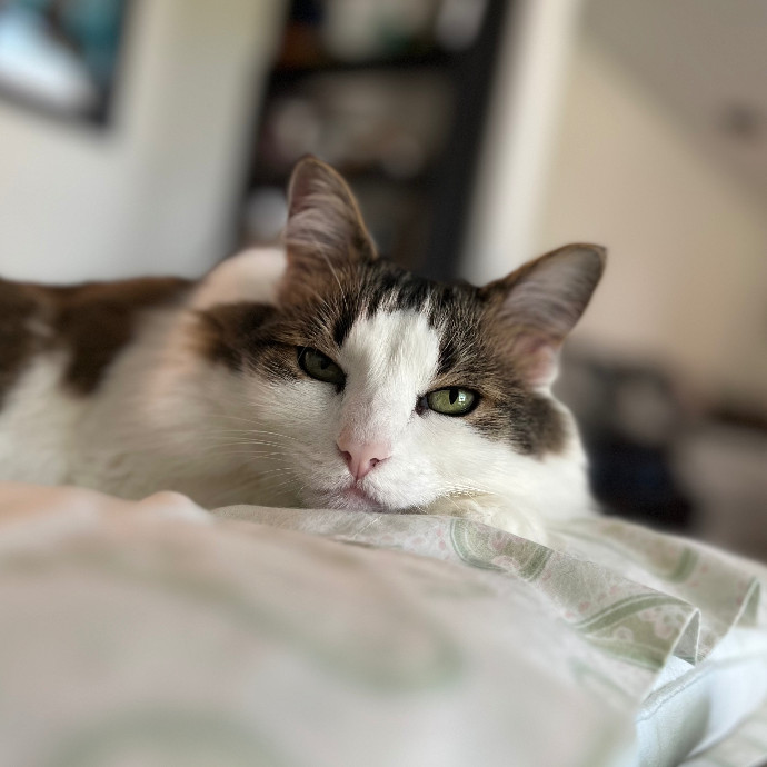 Happy Purrr Sitter Service