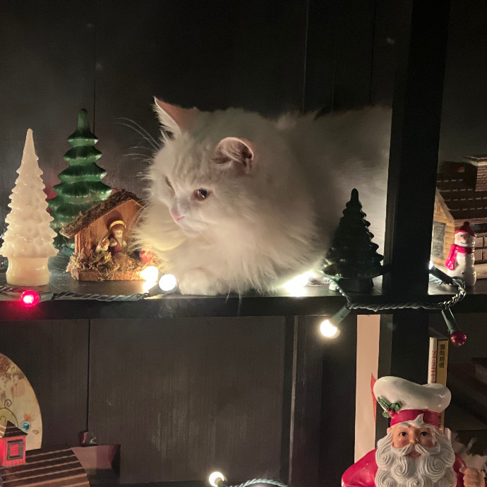 Happy Purrr Sitter Service