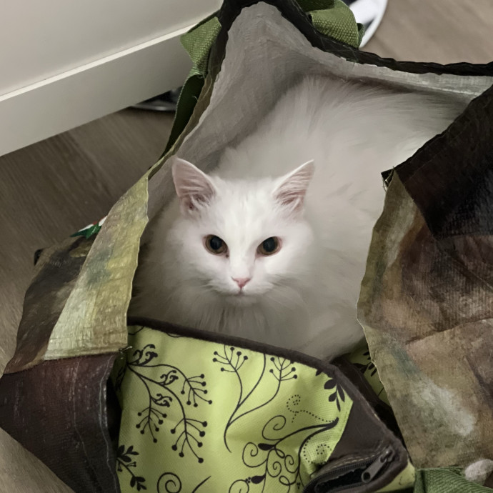 Happy Purrr Sitter Service