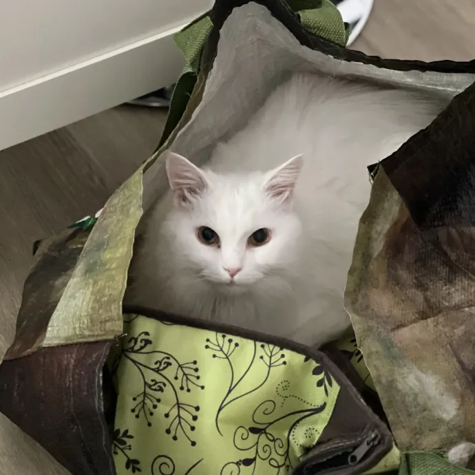 Happy Purrr Sitter Service