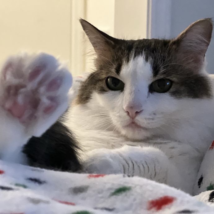 Happy Purrr Sitter Service