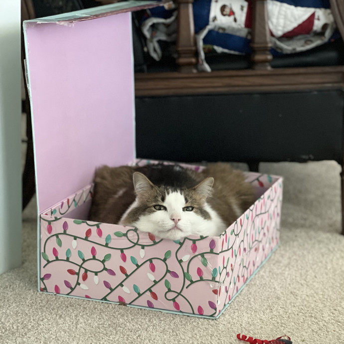Happy Purrr Sitter Service