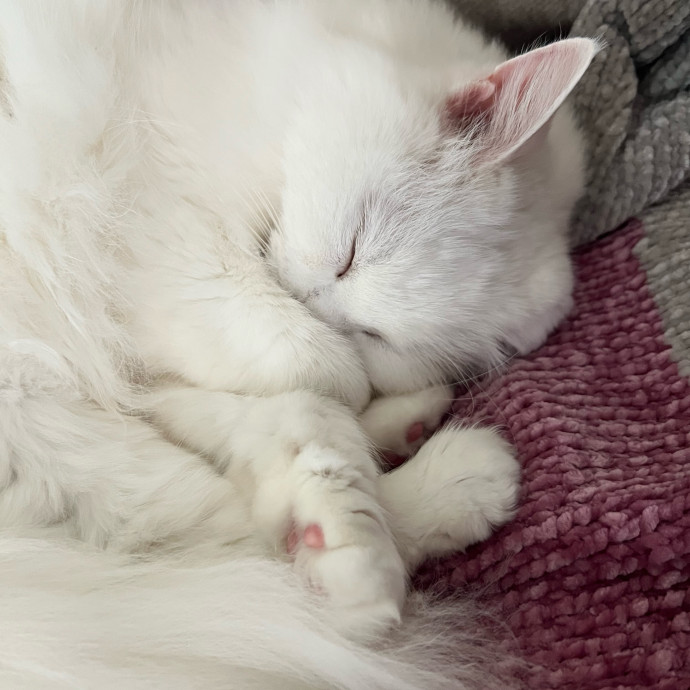 Happy Purrr Sitter Service