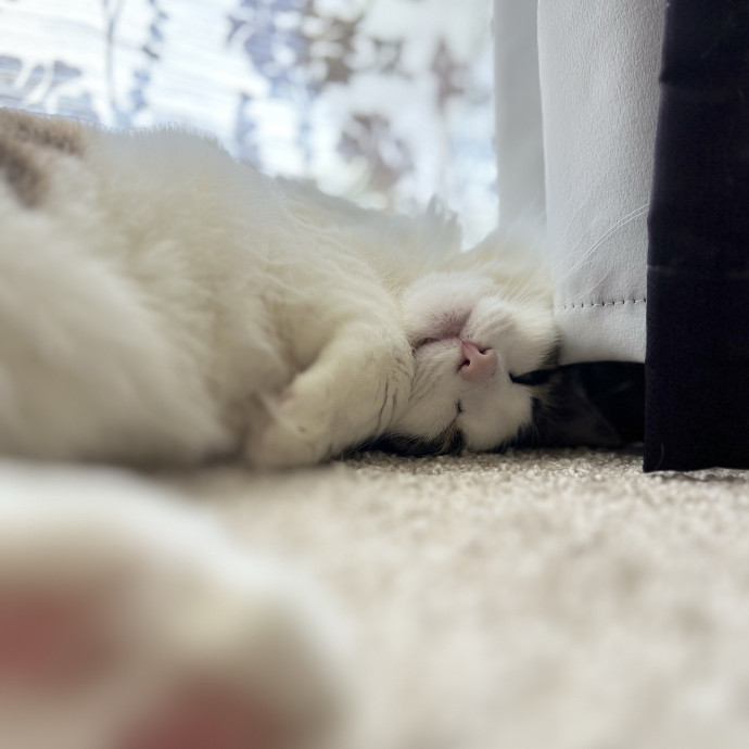 Happy Purrr Sitter Service