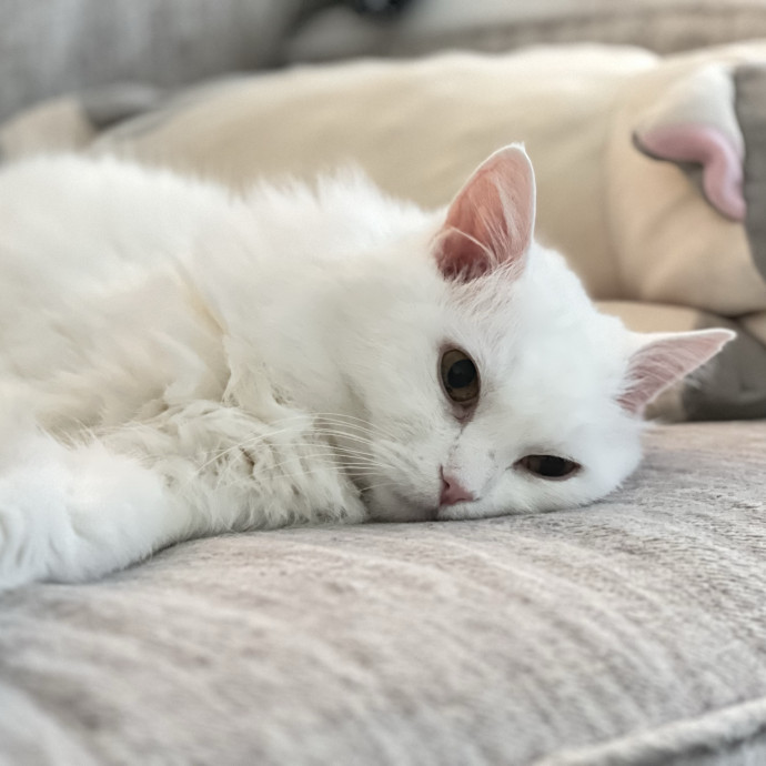 Happy Purrr Sitter Service photo 3