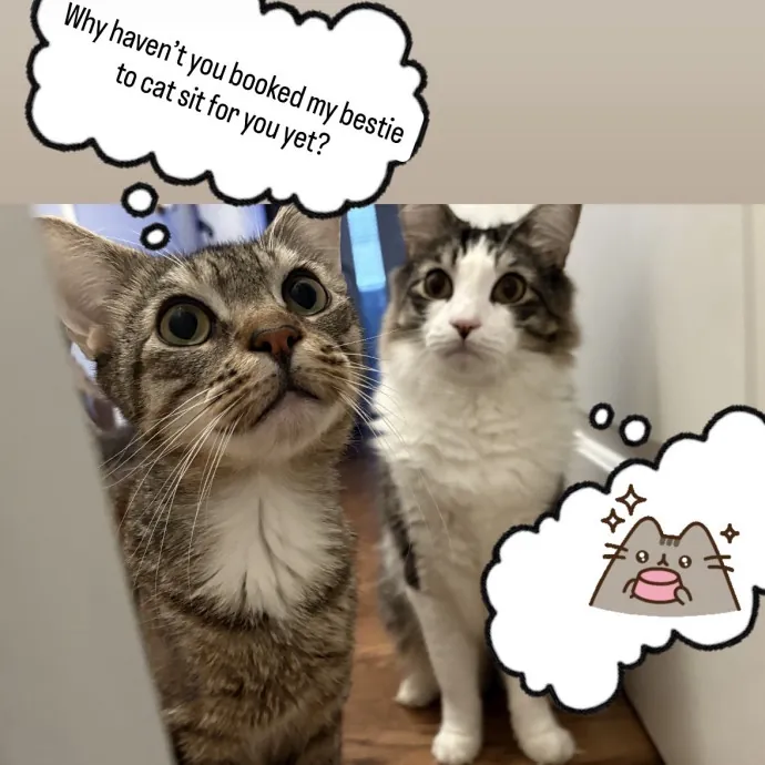 Your Friendly Neighborhood Cat Sitter