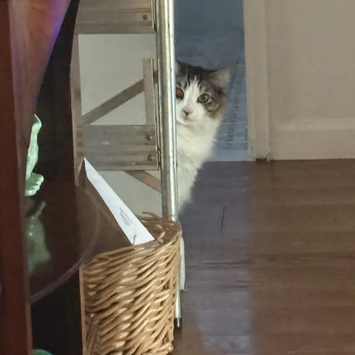 Your Friendly Neighborhood Cat Sitter