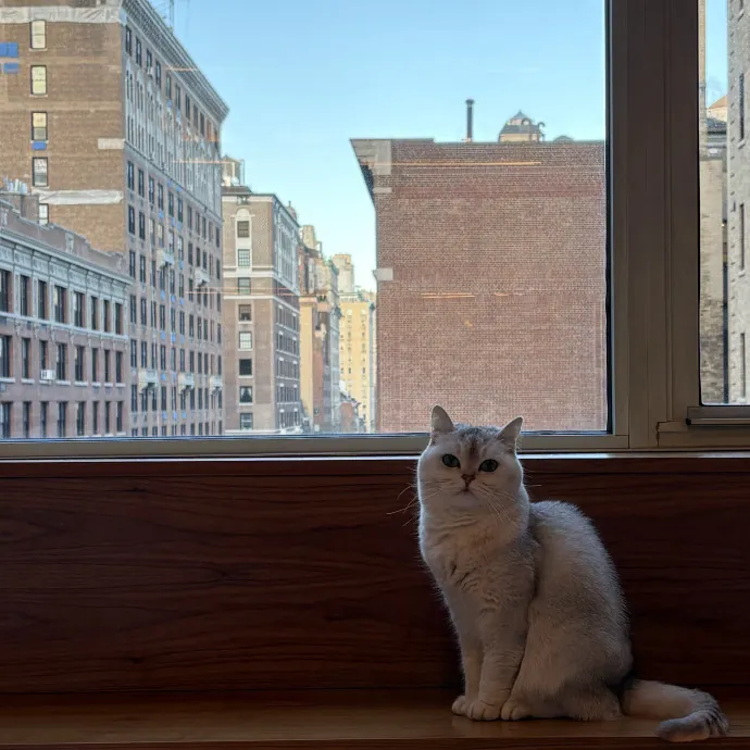 Your Friendly Neighborhood Cat Sitter