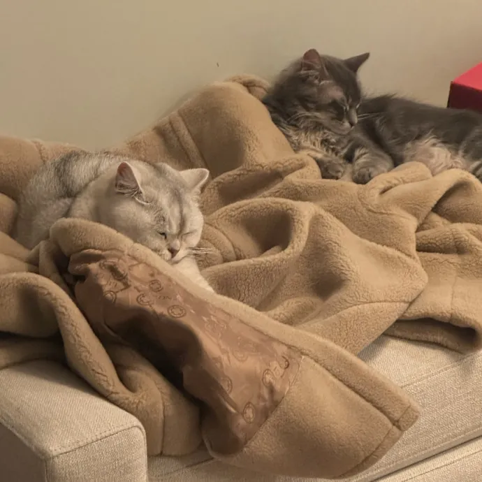 Your Friendly Neighborhood Cat Sitter