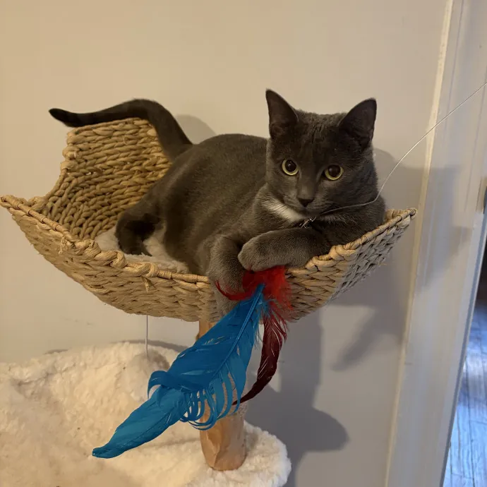 Your Friendly Neighborhood Cat Sitter
